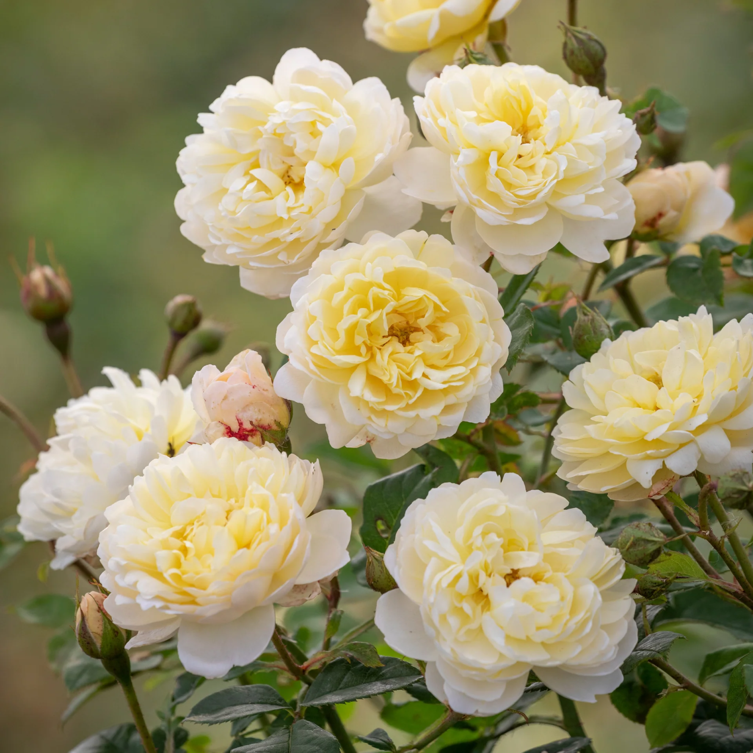 Charity Roses and The Chelsea Flower Show - Luxe Beat Magazine