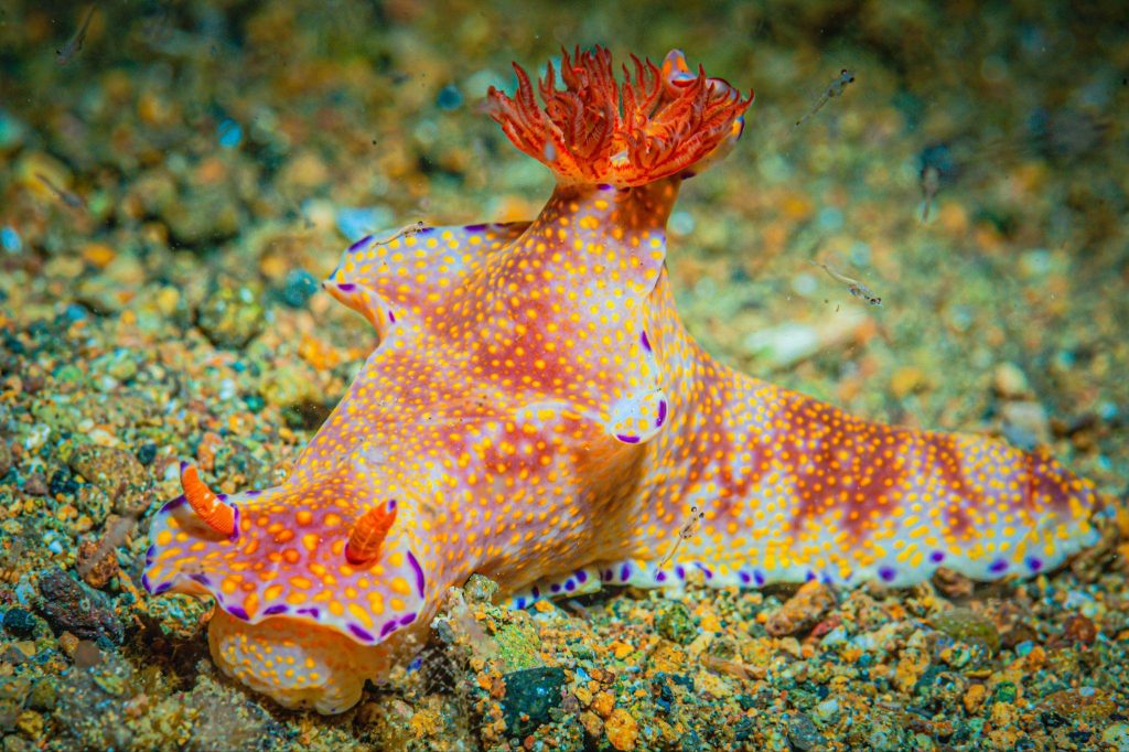 Butterflies of the Sea: The Naked Truth About Nudibranchs - Luxe Beat ...