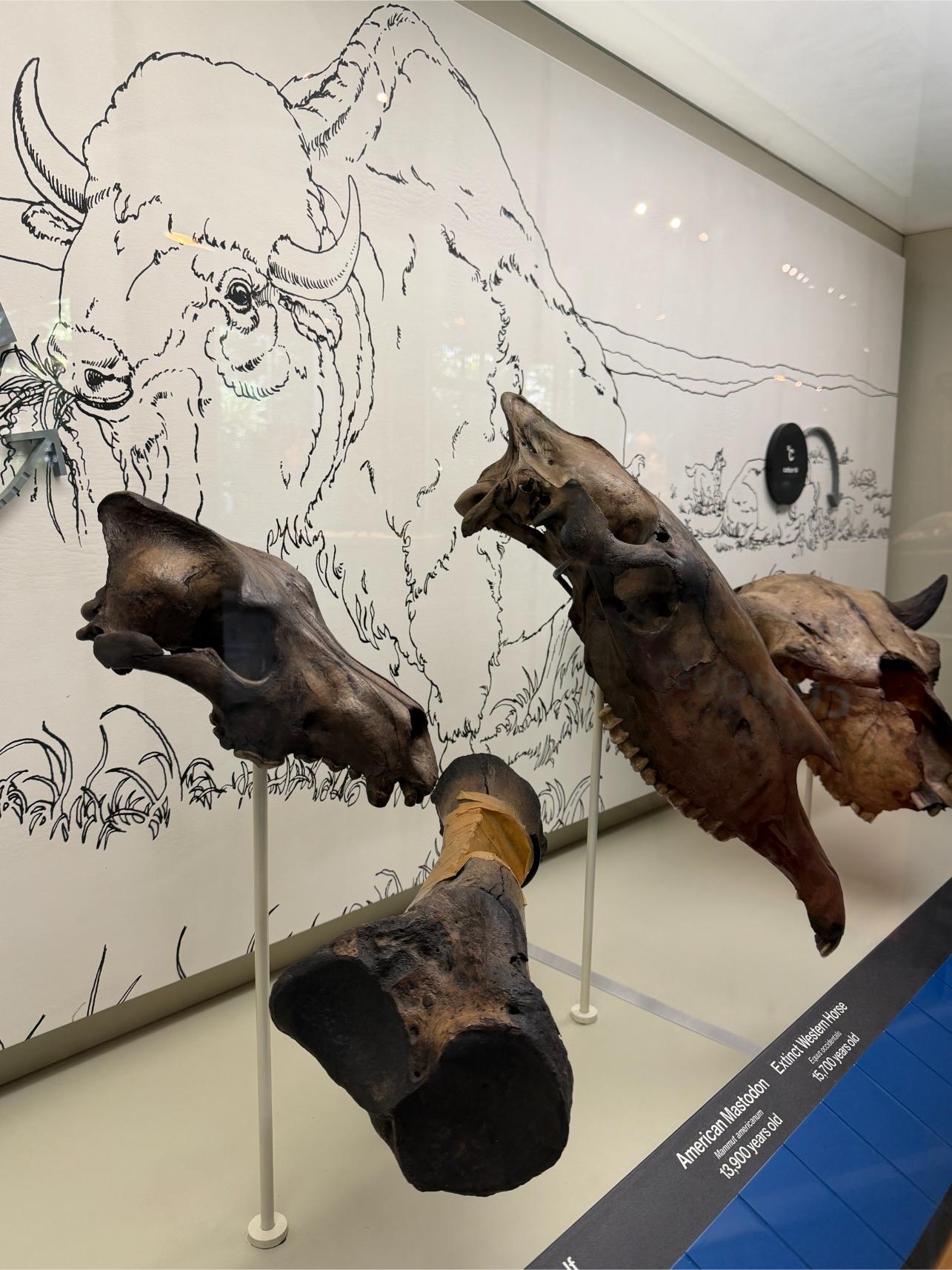 La Brea Tar Pits: Discover Ice Age History - Luxe Beat Magazine